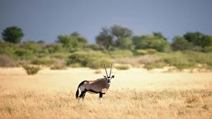 Kalahari Prints: Oryx, Kalahari Desert, Botswana
