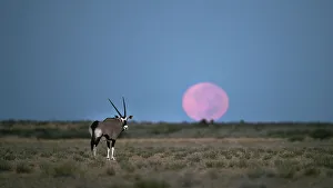 Kalahari Prints: Oryx with a low moon, Kalahari Desert, Botswana
