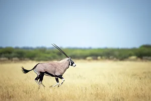 Kalahari Prints: Oryx running, Kalahari Desert, Botswana