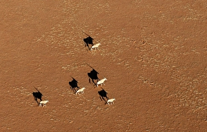 Oryx Prints: Oryx running across a sandy plain, Namib Naukluft Park, Namib Desert, Namibia