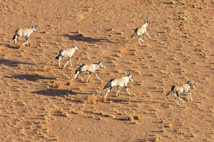 Oryx Prints: Oryx running across a sandy plain, Namib Naukluft Park, Namib Desert, Namibia