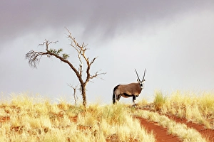 Oryx Prints: Oryx on sand dune, Namib Rand Nature Reserve, Namib Desert, Namibia