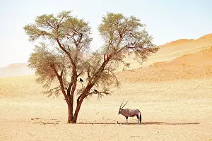 Oryx Prints: Oryx in shade of camel thorn tree, Namib Rand Nature Reserve, Namib Desert, Namibia