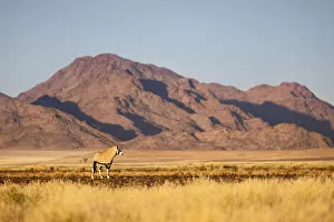 Sossusvlei Collection: Oryx, Sossusvlei, Naukluft National Park, Namibia