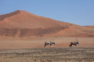 Oryx Prints: Oryx walk across the desert landscape, Sossusvlei, Namibia