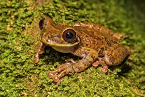 Frogs Prints: An Osteocephalus species of tree frog discovered near Tarapoto, Peru