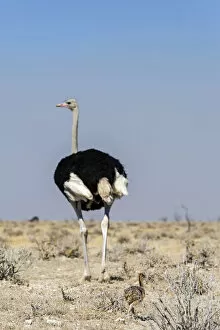 Images Dated 12th October 2017: Ostrich with baby, Etosha, Namibia, Africa