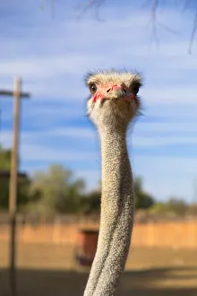 Farm Animal Prints: Ostrich at Highgate Ostrich Farm, Oudtshoorn, Western Cape, South Africa