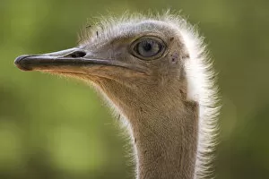 Images Dated 10th March 2008: Ostrich, Lewa Wildlife Conservancy, Kenya