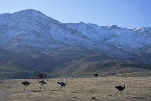 Ostriches in Swartberg Mountains, Oudtshoorn, Western Cape, South Africa