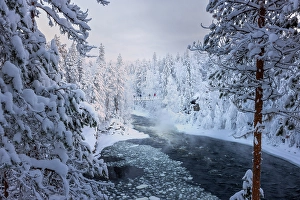 Suspension Bridge Prints: Oulanka National Park in finnish Lapland, Finland