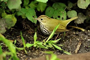 Deep South Prints: Ovenbird, (eiurus aurocapillus), Corkscrew Swamp Sanctuary, Naples, Florida, USA