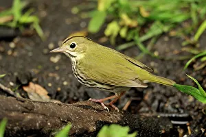 Deep South Prints: Ovenbird, (eiurus aurocapillus), Corkscrew Swamp Sanctuary, Naples, Florida, USA