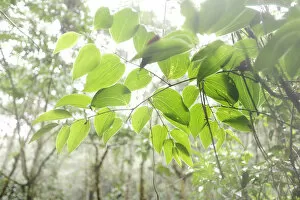 Vegetation Collection: Overhanging branch in Parque Nacional de Amistad in Panama, Central America