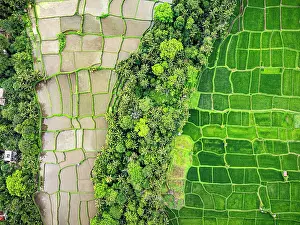 Environment Prints: Overhead view of green terraced fields forming a patchwork, Ubud, Bali, Indonesia