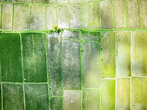 Harvesting Prints: Overhead view of patterns of lush green terraced fields, Bali, Indonesia