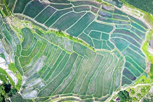 Harvesting Prints: Overhead view of terraced rice paddy fields