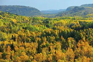 Overview Prints: Overview of autumn colored forest in Neebing County South of Thunder Bay, Ontario, Canada