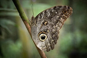 Images Dated 4th May 2023: Owl Eyed Butterfly, Mashpi, Reserva Mashpi Amagusa, Pichincha, Ecuador