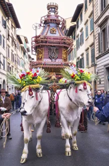 Ox cart, Explosion of the Cart festival, Florence, Tuscany, Italy, Europe
