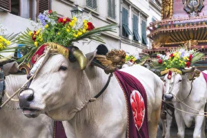 Ox cart, Explosion of the Cart festival, Florence, Tuscany, Italy, Europe