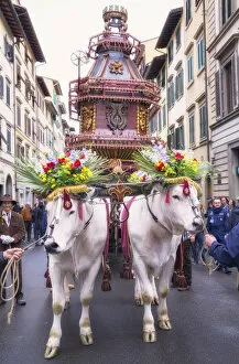 Images Dated 18th July 2018: Ox cart, Explosion of the Cart festival, Florence, Tuscany, Italy, Europe