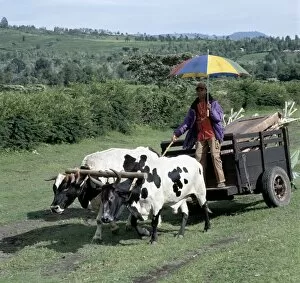 Traditional Lifestyle Gallery: An ox-drawn cart near Arusha