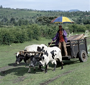 African Countryside Gallery: An ox-drawn cart near Arusha