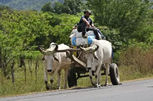 Honduras Gallery: Ox wagon on Highway near Choliteca, Central America, Honduras