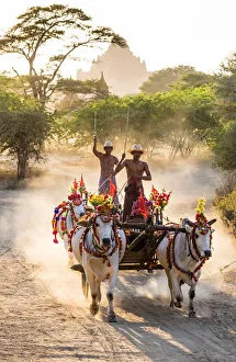 Leisure Gallery: Oxen carts in the dust, Bagan, Myanmar