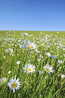 De Cocksdorp Prints: Oxeye daisy meadow at street - Netherlands, North Holland, Texel