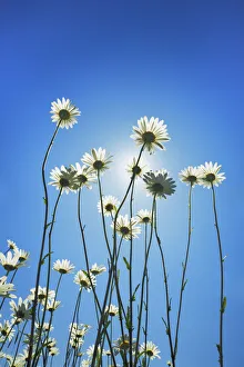 Leucanthemum Vulgare Prints: Oxeye daisy with sun - USA, Washington, Clallam, Sequim, east of - Olympic Peninsula
