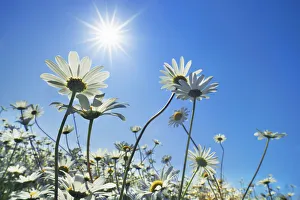 North West Prints: Oxeye daisy with sun - USA, Washington, Clallam, Sequim, east of - Olympic Peninsula