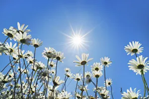 Oxeye daisy with sun - USA, Washington, Clallam, Sequim, east of - Olympic Peninsula