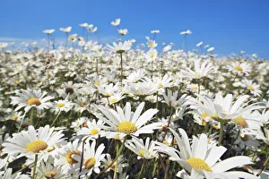 Leucanthemum Vulgare Prints: Oxeye daisy - USA, Washington, Clallam, Sequim, east of - Olympic Peninsula