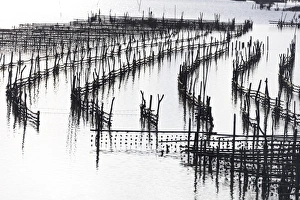 Oyster Bed Prints: Oyster beds at sunset, Halong Bay, Quang Ninh Province, North-East Vietnam, South-East