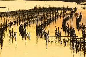 Images Dated 26th September 2017: Oyster beds at sunset, Halong Bay, Quang Ninh Province, North-East Vietnam, South-East