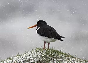 Snowfall Collection: Oystercatcher in the snow. Faroe Islands