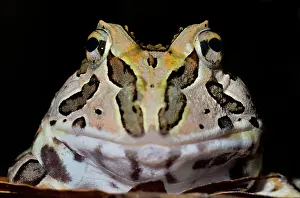 Captive Bred Prints: Pacific Big Mouth Frog (Certophrys stolzamanni) - captive bred