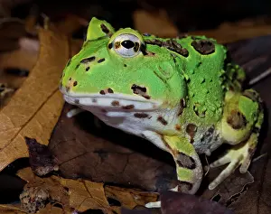 Captive Bred Prints: Pacific Big Mouth Frog (Certophrys stolzamanni) - captive bred