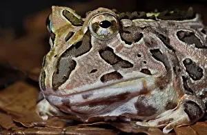 Captive Bred Prints: Pacific Big Mouth Frog (Certophrys stolzamanni) - captive bred