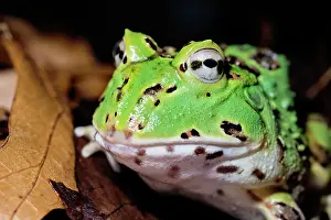 Captive Bred Prints: Pacific Big Mouth Frog (Certophrys stolzamanni) - captive bred
