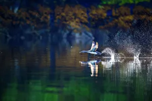 Swimming Prints: Pacific loon (Gavia pacifica), Shrimp Bay, Alaska, USA