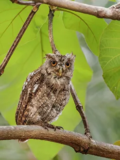 Rainforests Prints: Pacific Screech Owl (Megascops cooperi), Orotino, Alajuela, Costa Rica