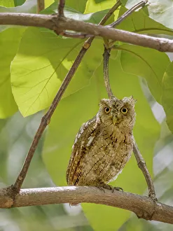 Tropical Bird Prints: Pacific Screech Owl (Megascops cooperi), Orotino, Alajuela, Costa Rica