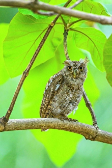 Owls Prints: Pacific screech owl (Megascops cooperi), Orotina, Alajuela, Costa Rica