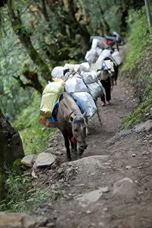 Images Dated 2nd February 2010: Pack horses climbing the path to the Tango monastery in Thimpu, Bhutan