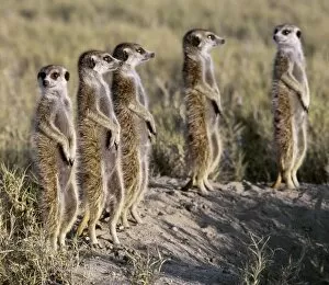 Images Dated 17th June 2009: A pack of meerkats on the edge of the Ntwetwe salt
