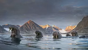 Arctic Gallery: a pack of Walrus (Odobenus rosmarus) depicted in Northern Spitsbergen, Svalbard Islands