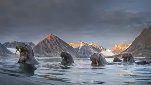 Group Prints: a pack of Walrus (Odobenus rosmarus) depicted in Northern Spitsbergen, Svalbard Islands